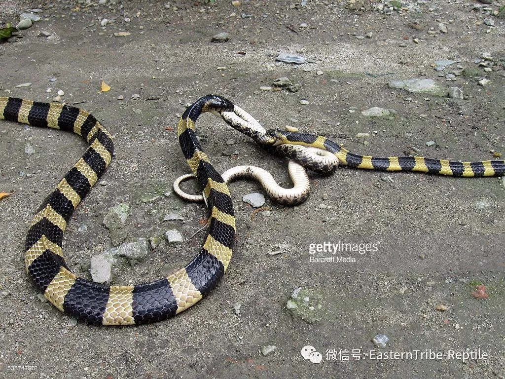 广西常见毒蛇图片名字图片