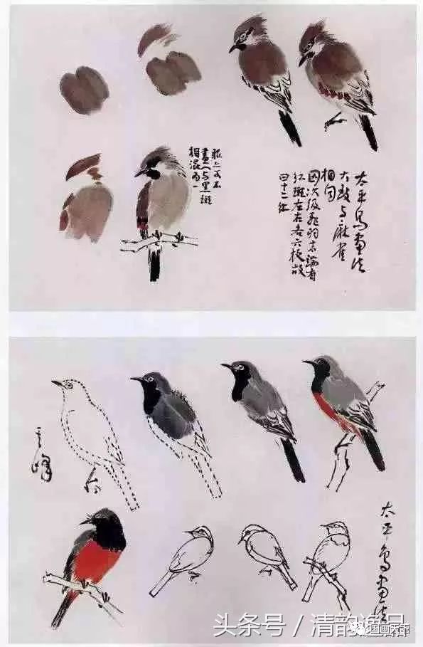 国画小鸟的画法与步骤图片