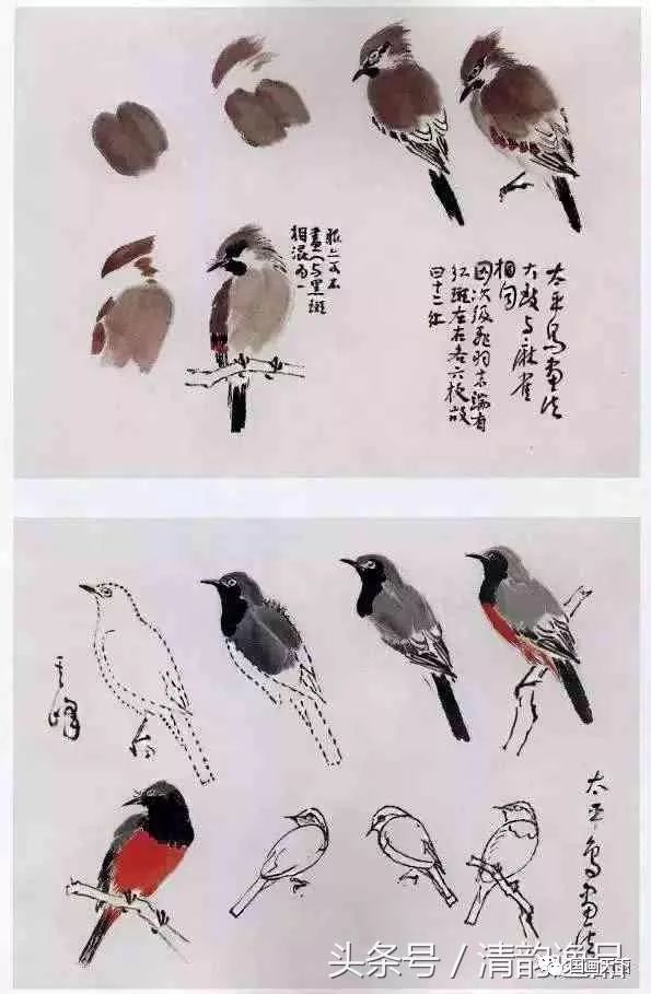 各种鸟的画法图片