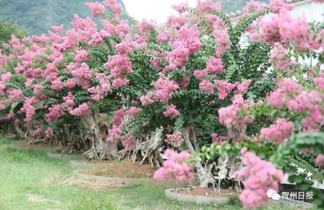 驚喜!廣西賀州有個紫薇園,美得犯規!