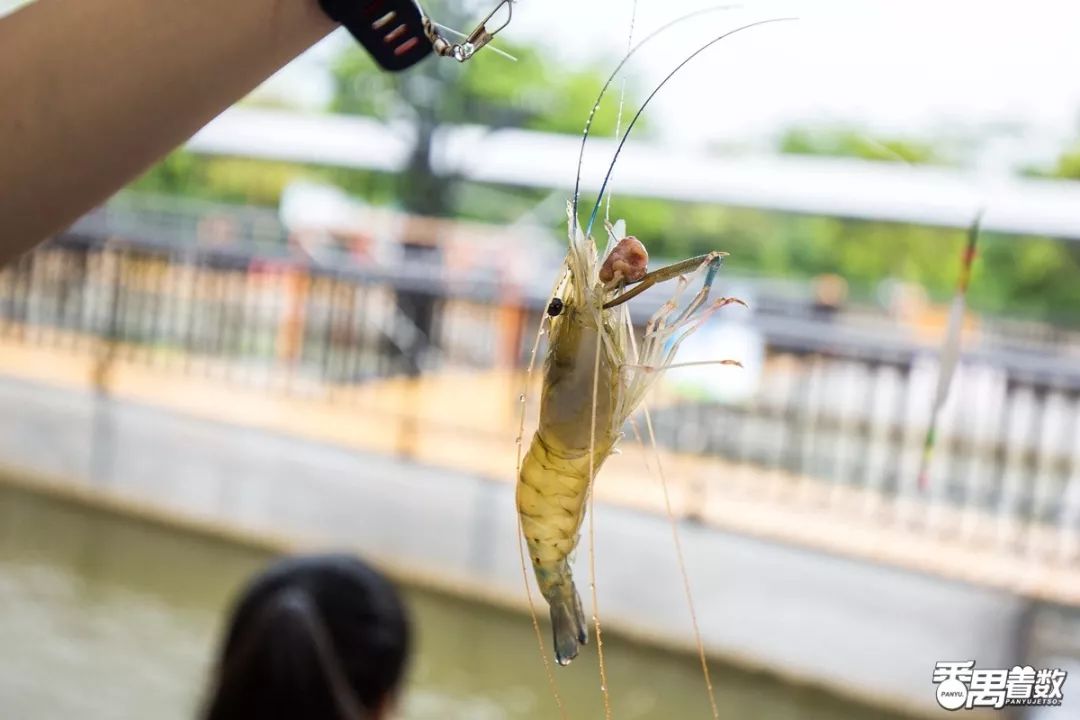 免費釣蝦藏在草河村的親子農場摘葡萄抓泥鰍嗨玩一整天