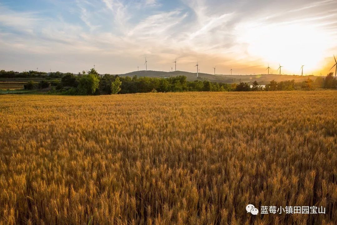 风吹麦浪,共享田园.这份收获的喜悦与你共享