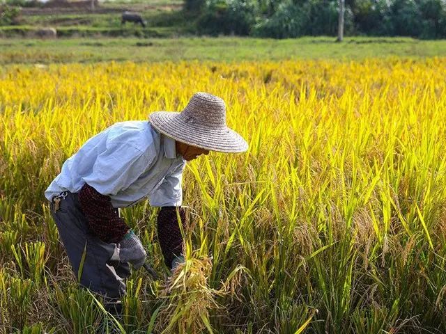 最高年收入超100萬元,當農民不再