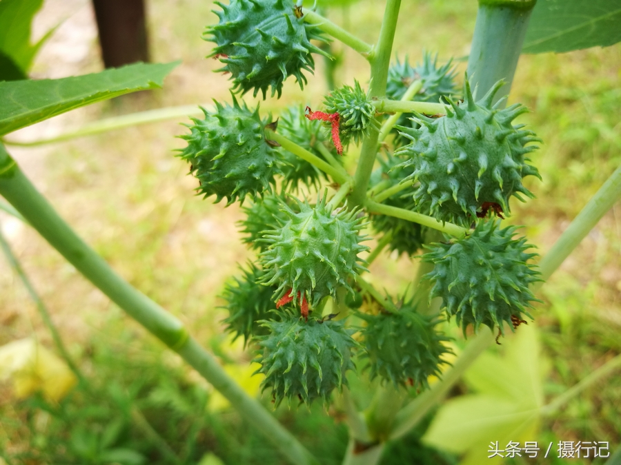 木麻子果实图片图片