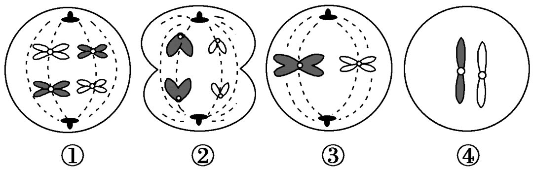 5.下列有关某生物体各细胞分裂示意图的叙述,正确的是c d④a.