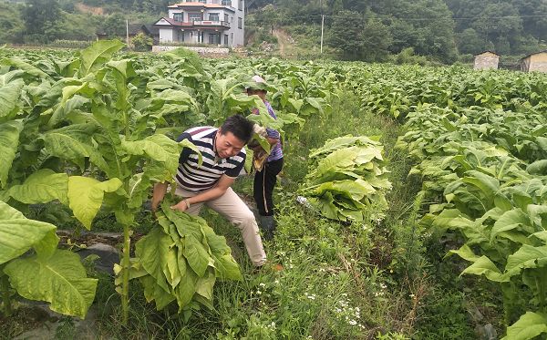 脱鞋下田图片