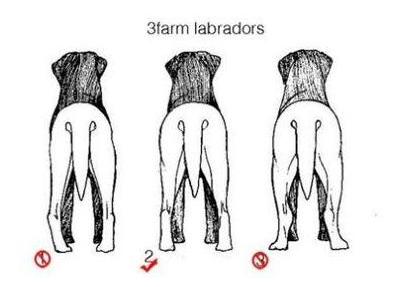 拉布拉多幼犬辨别图片图片
