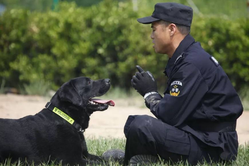 合阳公安两名警犬训导员获先进个人殊荣