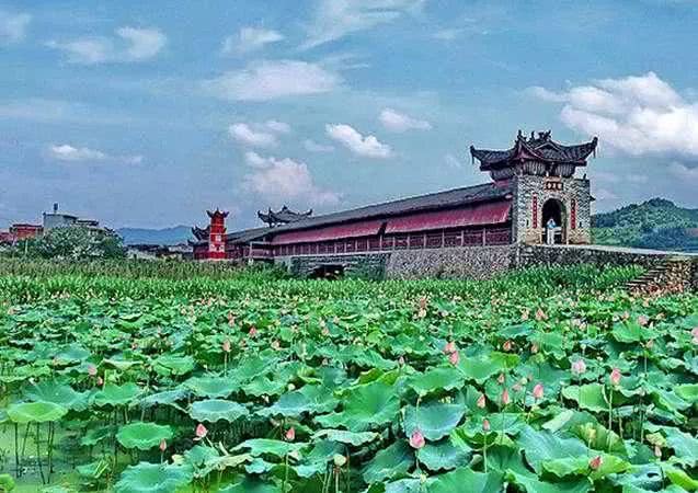 来源/农夫山水 吉阳,中国莲子之乡 建瓯市的吉阳镇,素有"中国莲子之乡