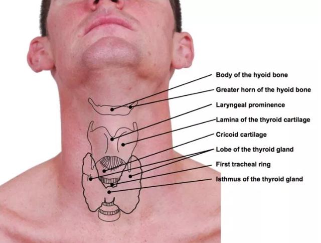 喉结位置图图片