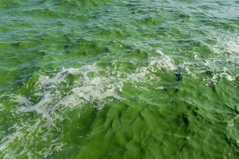 云南昆明滇池湖水绿的像油漆掉下去淹不死也恶心死了