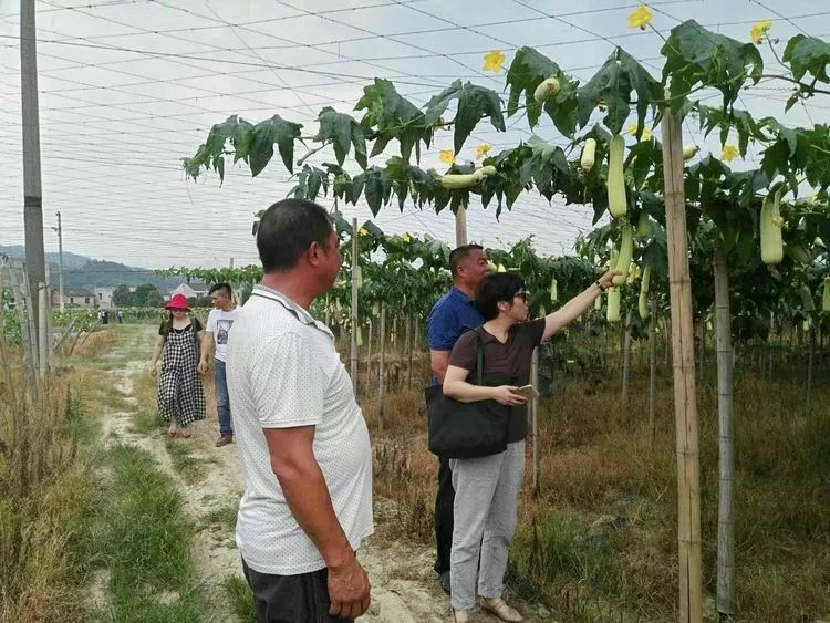 步步高集团一行考察长沙鑫峰农业科技有限公司蜜脆枣种植基地步步高