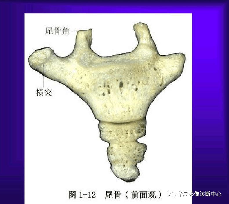 蔽骨的准确位置图片图片