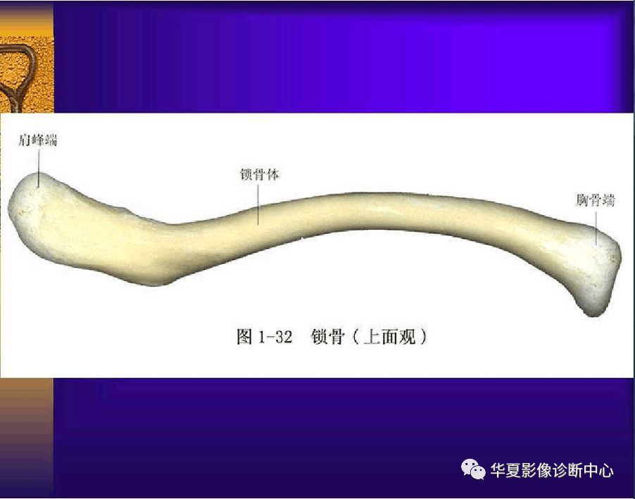 骨科医生必备超实用的骨解剖图