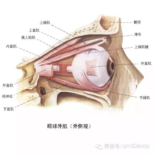 耳朵內部結構解剖