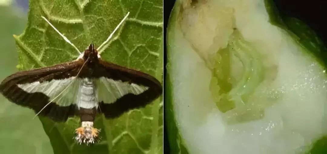 幼齡幼蟲在葉背啃食葉肉,呈灰白斑;3齡後吐絲將葉或嫩梢綴合,匿居其中