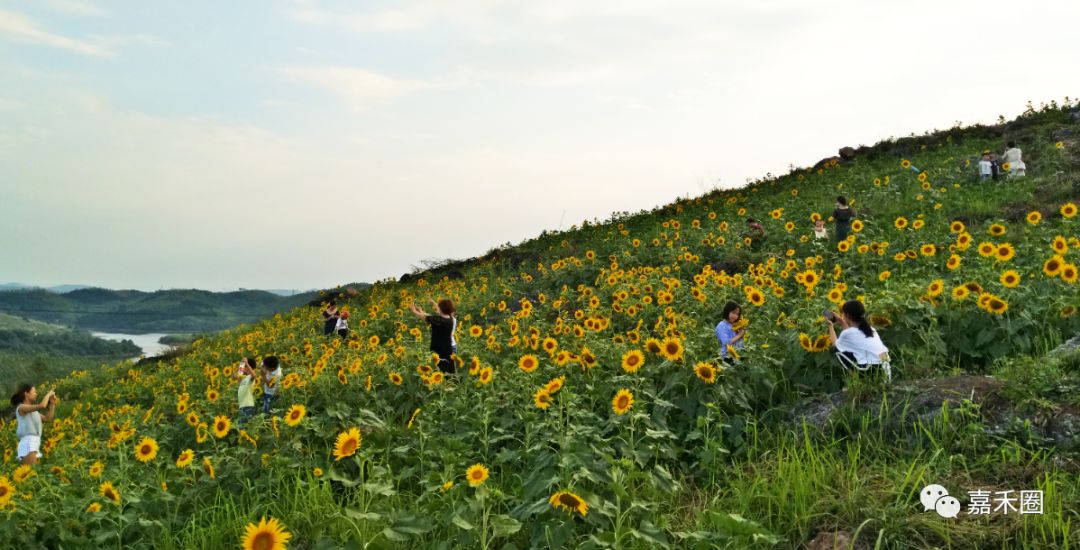 嘉禾這片花海山莊美到了湖南日報23號正式開園免費門票快領