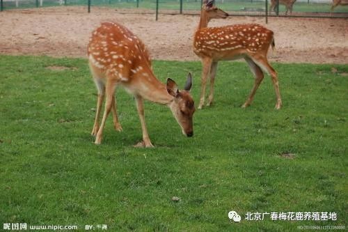 鹿代表什么寓意