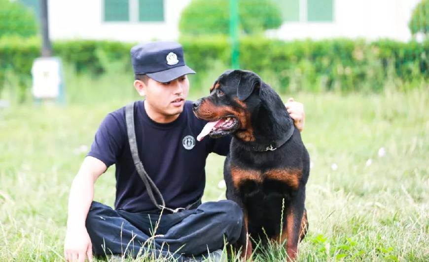 合阳公安两名警犬训导员获先进个人殊荣