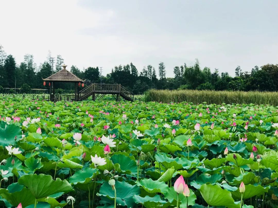 斗门旅游景点十里莲江图片