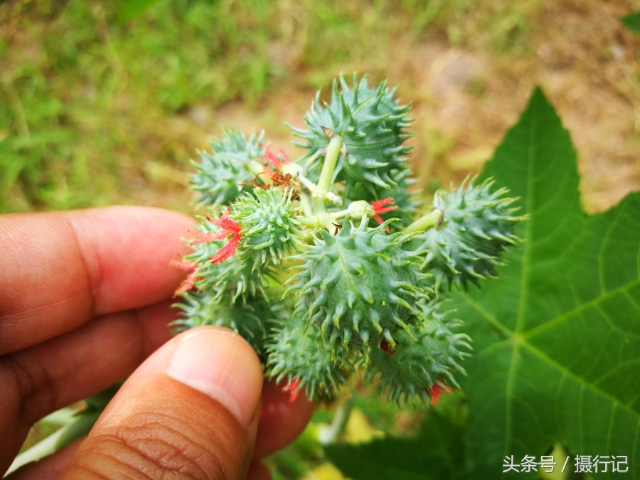 拔毒草功效图片