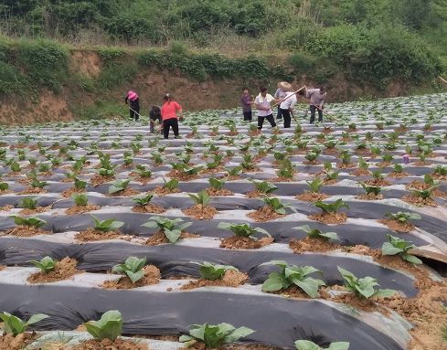 脱鞋下田图片