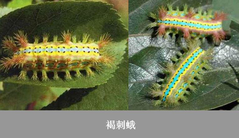 夏季几种常见鳞翅目蛾类虫害