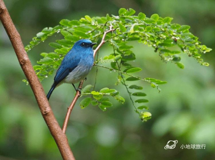 包括叢林禽鳥,白腹海雕,護衛艦鳥,祖母綠鴿子,帶領的翠鳥和大型棕色