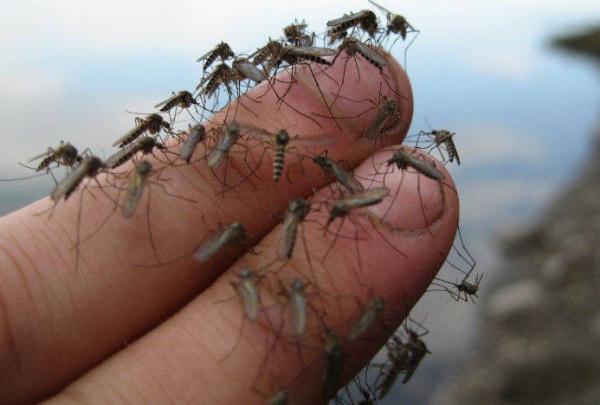 夏天令人讨厌的蚊子,却在人工饲养,这到底是怎么回事?