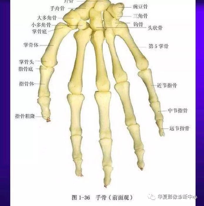 骨科医生必备超实用的骨解剖图