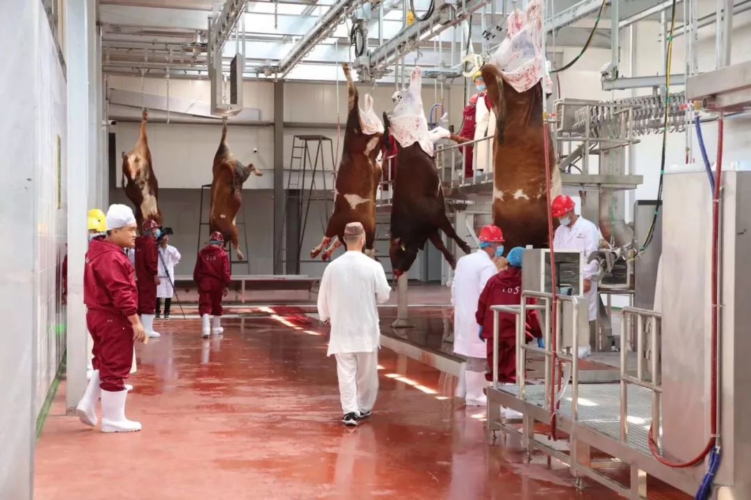 祝贺伊赛集团内蒙古开鲁县20万头肉牛产业化项目建成投产