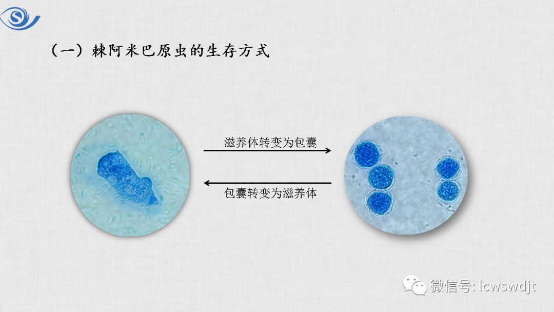 讲课预告-棘阿米巴的实验室检查和体外培养