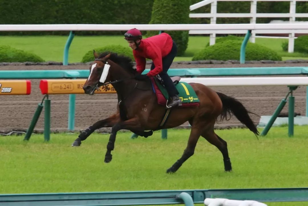 寶冢紀念賽馬主程凱信冀明月千里能揚威日本