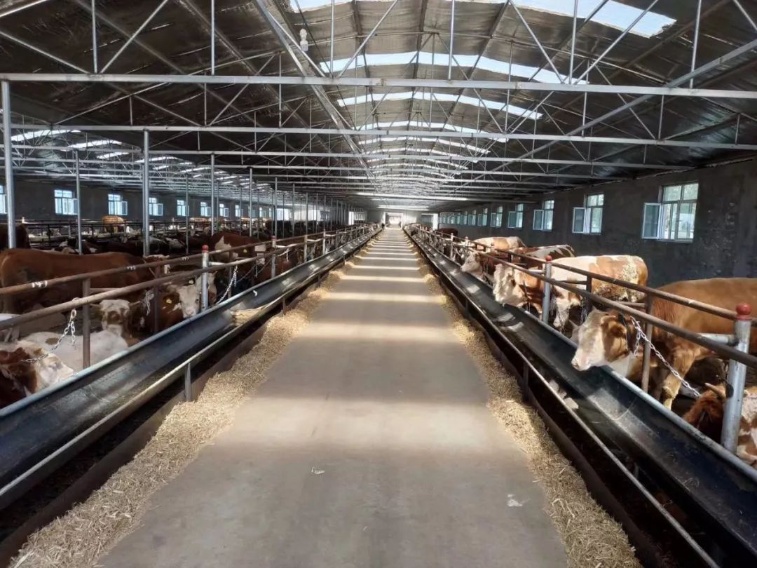 祝贺伊赛集团内蒙古开鲁县20万头肉牛产业化项目建成投产