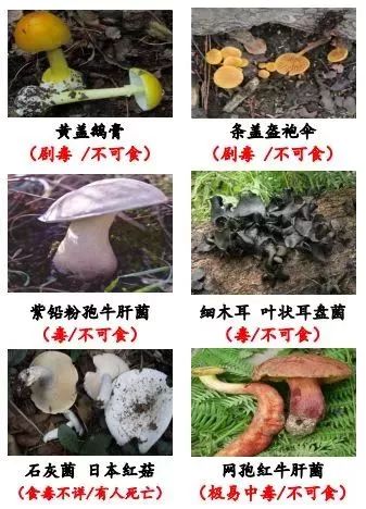 @鹽邊人,野生菌上市季,這些知識你得知曉,快戳進來……