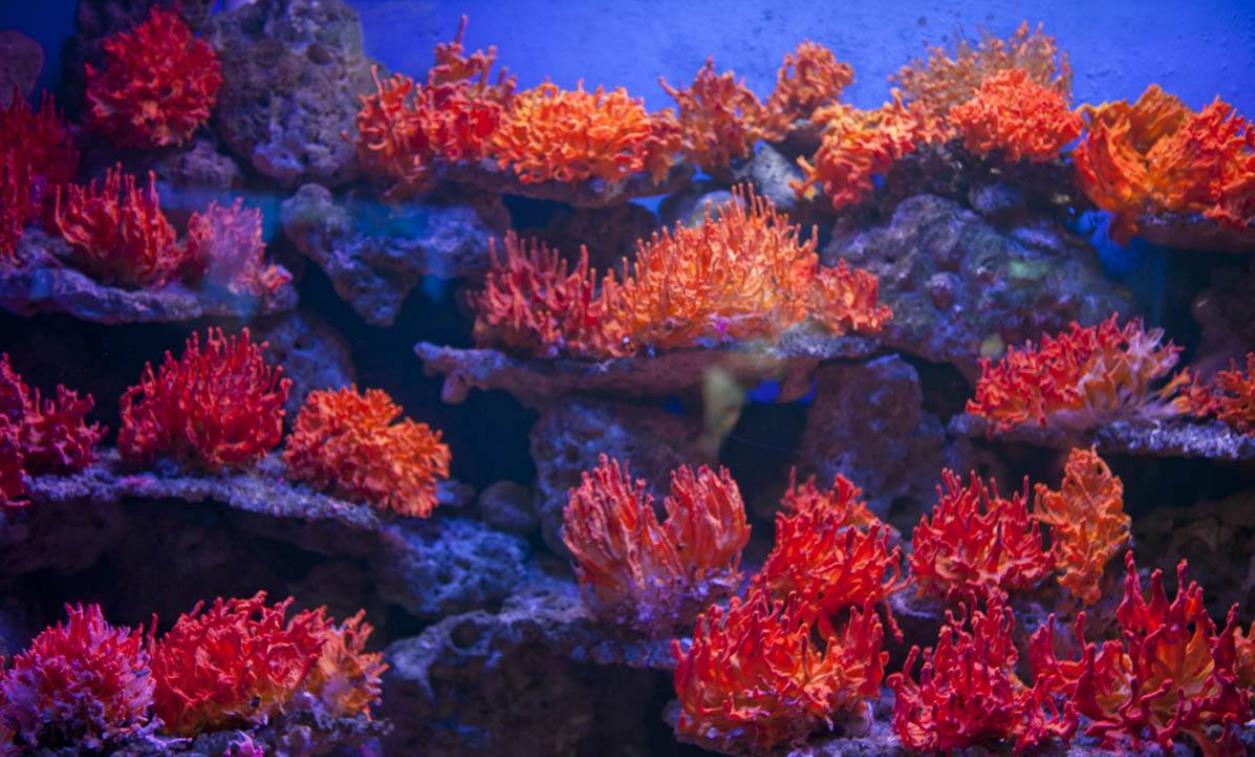珊瑚像什么比喻句图片