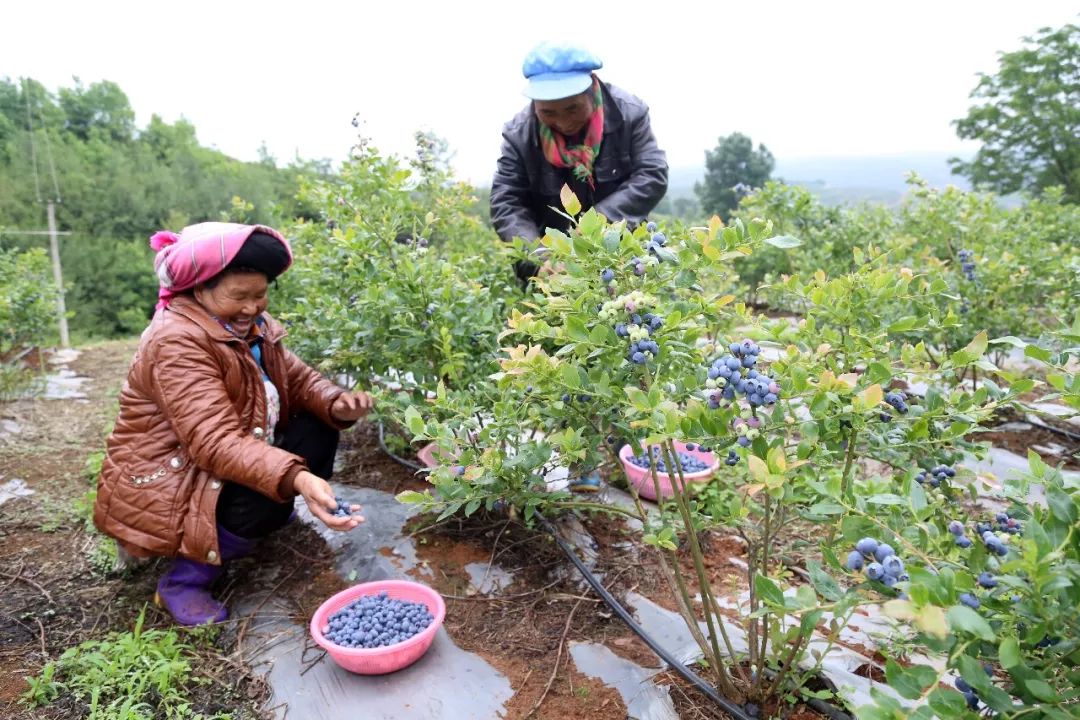 巧家縣綠碩種植園流轉土地發展藍莓促農增收