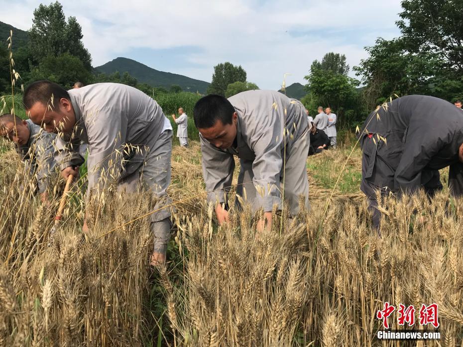 少林寺僧人组团收麦 师傅教洋弟子割麦