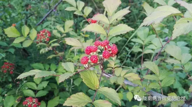 莓子,學名山莓,又名樹莓,山拋子,牛奶泡,撒秧泡,三月泡,四月 泡,龍船