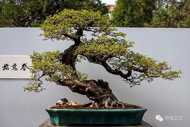 岭南派盆景特点图片