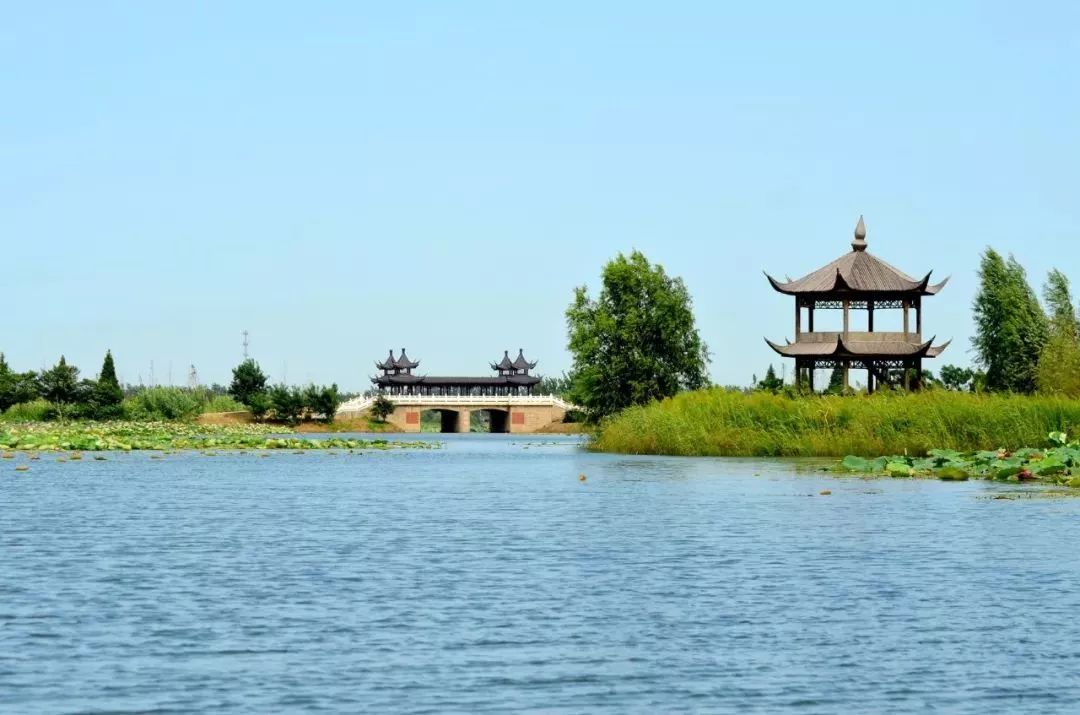 荷美夏季泗洪洪泽湖湿地满足你对赏荷的所有要求