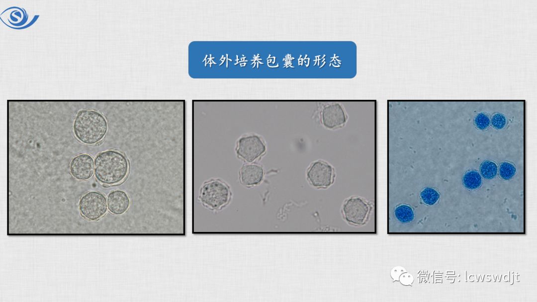 讲课预告-棘阿米巴的实验室检查和体外培养