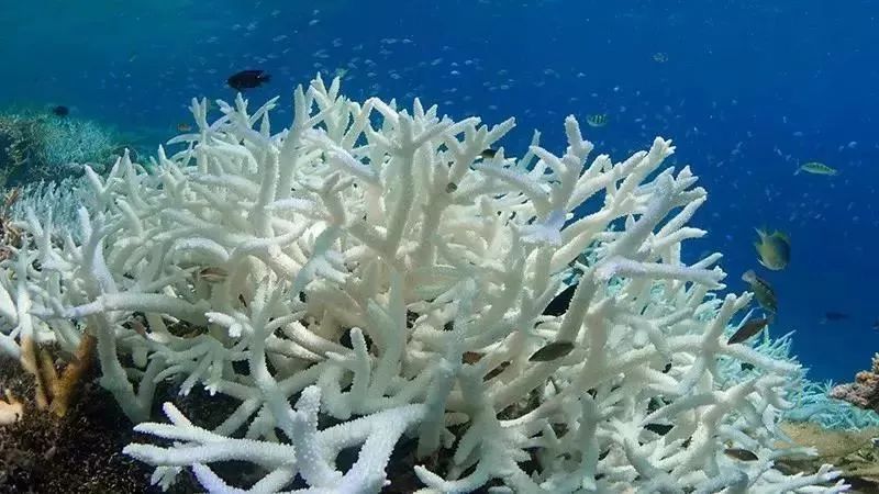 分享珊瑚白化大堡礁要消失了吗