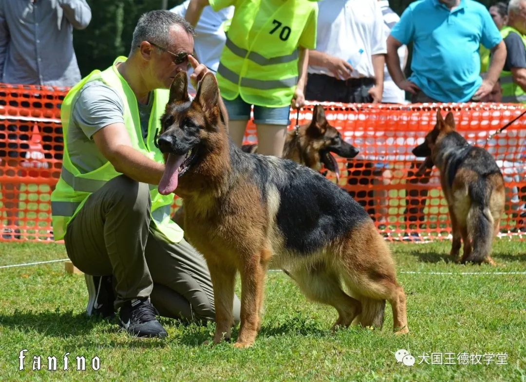 德牧名犬:塞爾維亞幼年母冠軍aqua vom radhaus