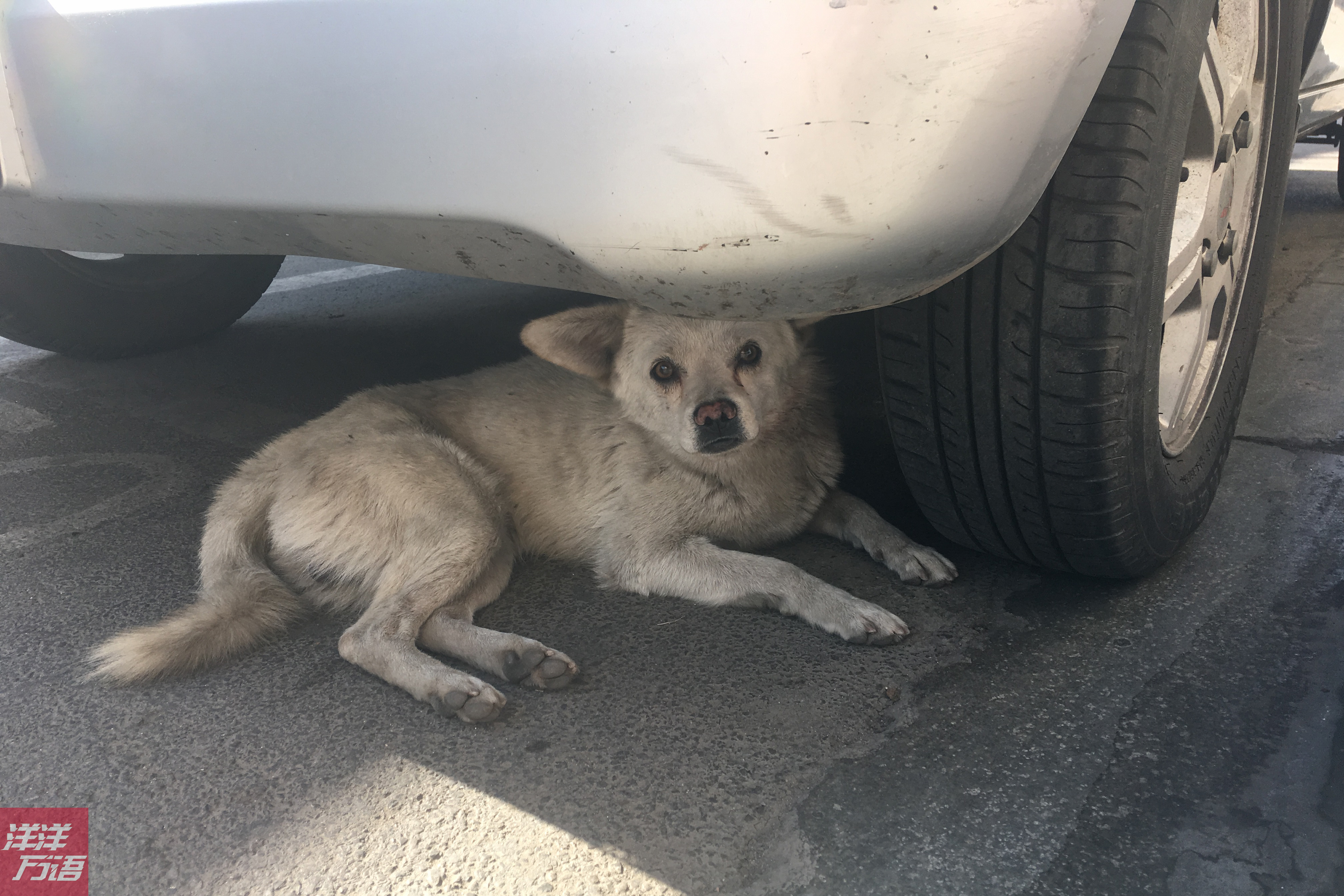 流浪狗鑽車底輪胎旁睡覺,小夥蹲路邊放音樂叫醒狗狗