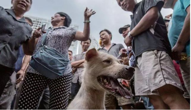 21玉林狗肉節來臨,又有多少狗狗要命喪他口!生而為人,請務必善良!