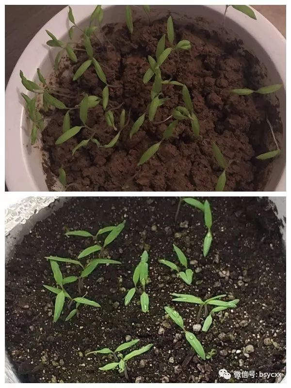 西红柿的种植过程图片