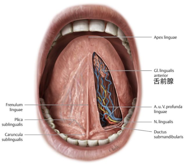 舌前腺是位于舌尖腹面舌系带两侧粘膜下层内的小唾液腺,如下图所示