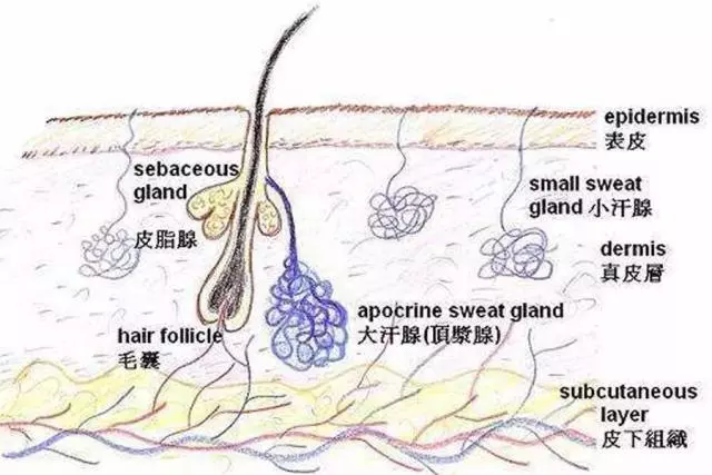 他们有两种主要的类型 外分泌腺(皮脂腺)和顶泌汗腺(也叫大汗腺)