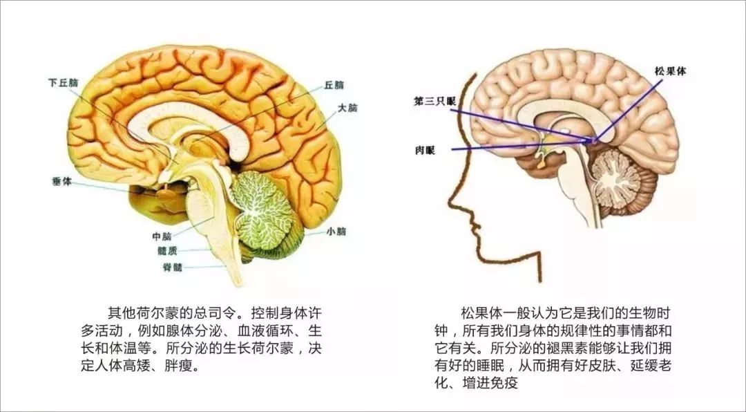 分泌甲状腺素 甲状旁腺胸腺:分泌胸腺素 肾上腺:分泌肾上腺素胰腺